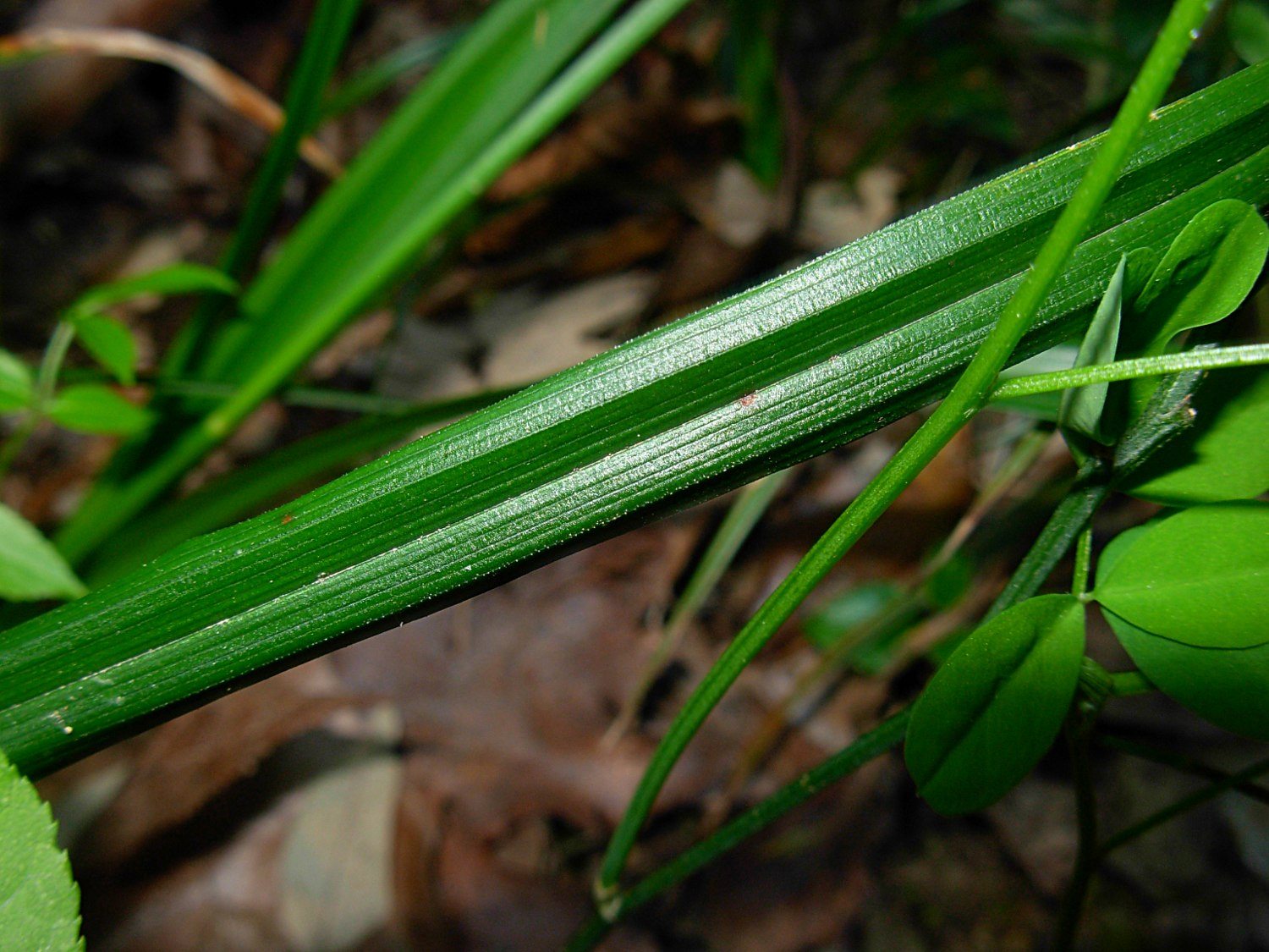 Carex olbiensis Jord. / Carice di Olbia